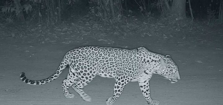 CCTV image of a leopard walking through a forest trail near Tirumala at night